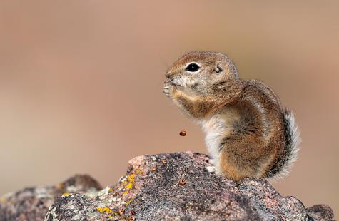 White-tailed Antelope Squirrel